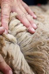 Best Natural Color Fleece
Gabe Scarberry
