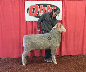National Champion Ram
Yearling Ram