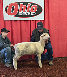 2nd Fall Ewe Lamb
